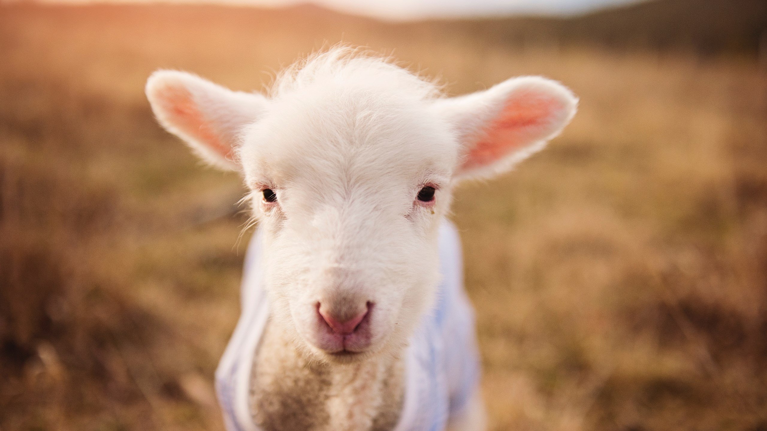 跨界雷霆，当欧文在F1赛道单节拉开爵士般的争冠对手